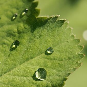 [Translate to Italian:] Water drops on a leaf